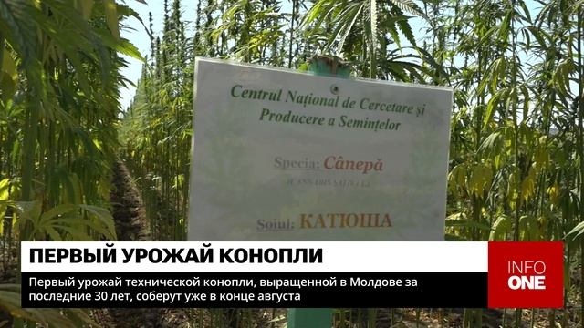 INFO ONE - ПЕРВЫЙ УРОЖАЙ КОНОПЛИ смотреть онлайн