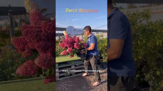 Супер 🔥карлик из метельчатых гортензий 🌟Литл Фреск? смотреть онлайн