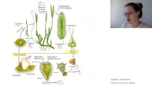 🌿ВСЕ жизненные циклы растений в ЕГЭ по биологии 2023