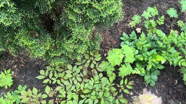 Астильба - легкий серпанок ранкового туману! Коротко п смотреть онлайн