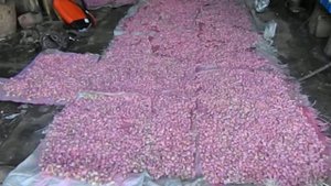 Обработка чеснока перед посадкой