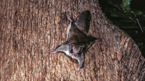 Белка-летяга.