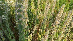 Растительный мир Кубани ! Медонос ЧИСТЕЦ БАЛАНЗЫ !!!