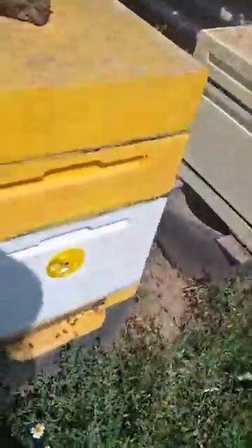 Массовая гибель пчел в Ростовской области смотреть онлайн