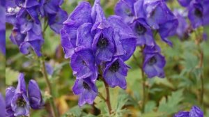 Борец Аконит: ОПАСНОЕ Растение в Вашем Саду!