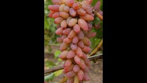 СОРТ ВИНОГРАДА ОРИГИНАЛ