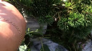 З.08.25 Хвойный Сад Надежды V