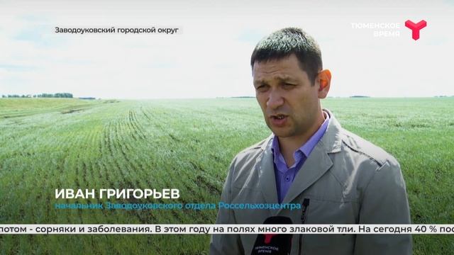 На полях Заводоуковского городского округа проходит ? смотреть онлайн