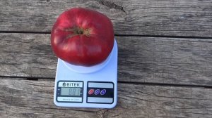 Яблоко сорта ДЖУМБО ПОММ весом 880 г