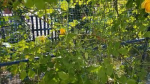 Сорт розы ГРЕХАМ ТОМАС- остинка(английская) в ПЛЕТИСТО