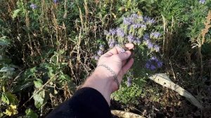 ФАЦЕЛИЯ. ЗОЛОТАРНИК. ПОЗДНИЕ МЕДОНОСЫ ВОКРУГ ПАСЕКИ. П