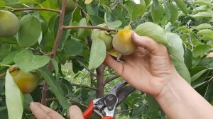 Хурма сорт - Божий дар