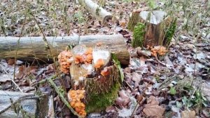 Зимние опята. Фламмулина бархатистоножковая. Листвен?