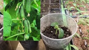 🥒🔥Лучшие два сорта ОГУРЦОВ!!! Завалят урожаем!🤔