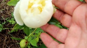 Самые красивые Пионы - мои лучшие сорта. Цветение пион