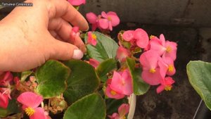Бегония Вечноцветущая. Секреты пышного цветения. Цвет
