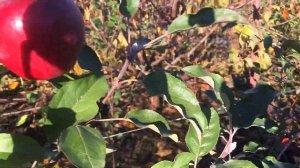 Яблоня Стори Иноред