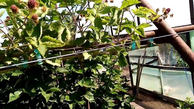 ежевика сорт лохтей, абрикосы. смотреть онлайн