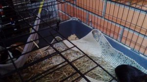 не поседа зу о всем привет ребята