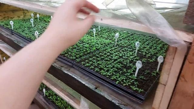 ОБЗОР цветочной теплицы! КРАСИВО и ТОЧКА!