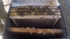 Метод Блинова в пчеловодстве. СЕКРЕТЫ Успешного Пчело