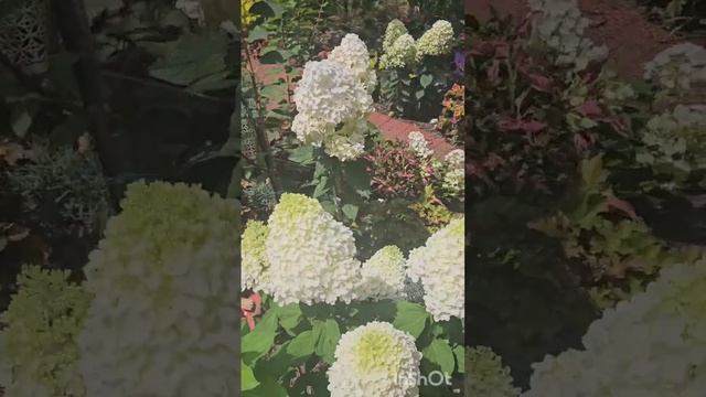 Обзор сада. Краски лето 2025#гортензий #цветы #сад #мечты смотреть онлайн