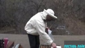 Чем обработать пчел от клеща Вароа   Дедовский метод