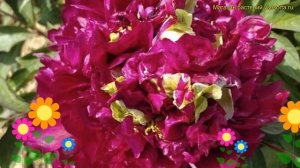 Пион древовидный Фрагрант Чампион. Краткий обзор, опи?