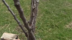 НАШ САД!РЕАНИМИРУЕМ ЯБЛОНЮ!ОГОРОД!Жизнь в деревне!Бел?