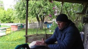 Через сколько дней отрутневеет пчелиная семья? Пчелов