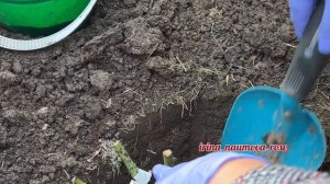 ОСЕННЯЯ ПОСАДКА РОЗ.