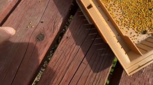 Как правильно собрать пыльцу - what the best way to collect bee poling- 25
