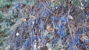 АМУРСКИЙ ВИНОГРАД В ЛЕНИВОМ ПОДМОСКОВНОМ САДУ, описан