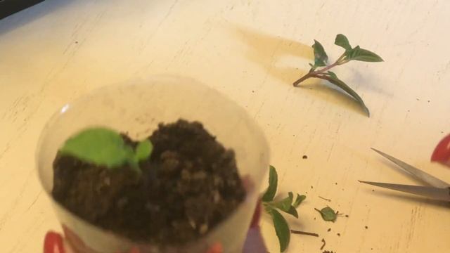 Прищипка черенков Формировка цветов смотреть онлайн