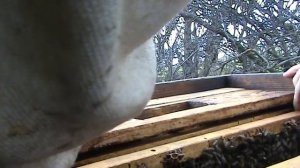 Весеннее расширение пчел. Уход за пчелами весной. 11 се?