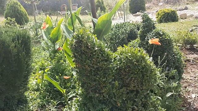 РОЗЫ ОТЦВЕЛИ. ЧТО ТЕПЕРЬ ЦВЕТЕТ В НАЧАЛЕ ИЮНЯ смотреть онлайн