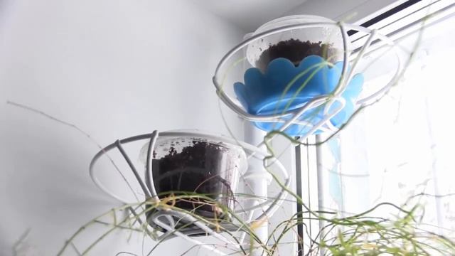 САЖАЮ ОГУРЦЫ в КИПЯТОК/Ранние огурцы в квартире смотреть онлайн