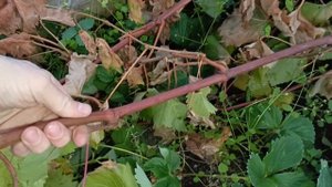 Настала пора,для обрезки и укрытия Винограда,Заготовк