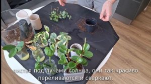 ЦВЕТОЧНЫЙ ВЛОГ #6 || Пересадка комнатных растений || Бол?