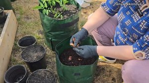 Высаживаем рассаду ТОМАТОВ в МЕШКИ.