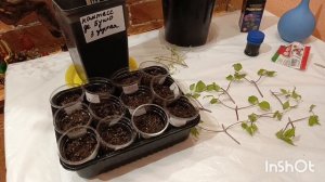 ЧЕРЕНКОВАНИЕ КЛЕМАТИСОВ ЗИМОЙ!