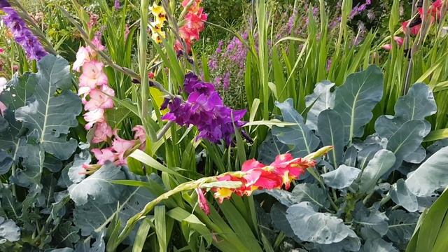 Гладиолусы в брокколи. Хорошо всем. Дела садовые на на? смотреть онлайн