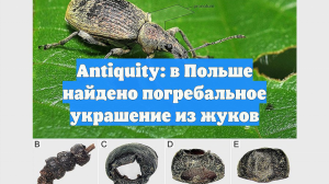 Antiquity: в Польше найдено погребальное украшение из жуков