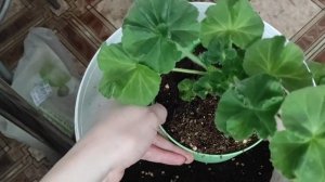 Пересадка пеларгоний с заменой грунта