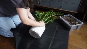 Пересадка ЗАМИОКУЛЬКАСОВ | как ВЫРАСТИТЬ БОЛЬШОЙ зами