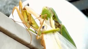 ИЗ ЖИЗНИ И СМЕРТИ БОГОМОЛОВ