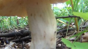 Как когда и где собирать осиновый груздь.