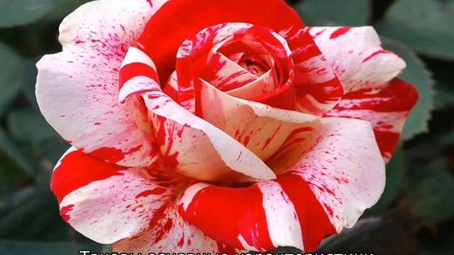 Роза Абракадабра смотреть онлайн