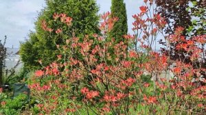 Рододендрон японский листопадный, 27 мая 2025 г. Подмоск