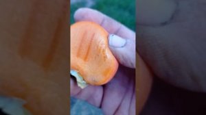 хурма Россиянка